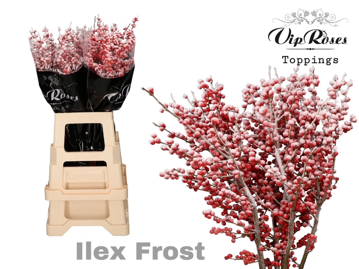 <h4>ILEX FROST 80 cm</h4>