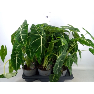 Alocasia   ...