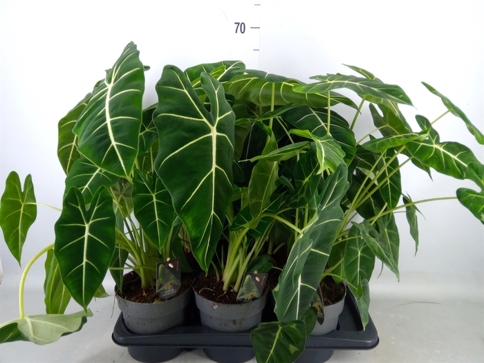<h4>Alocasia   ...</h4>