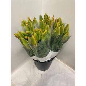 Tu Pa Avignon Parrot