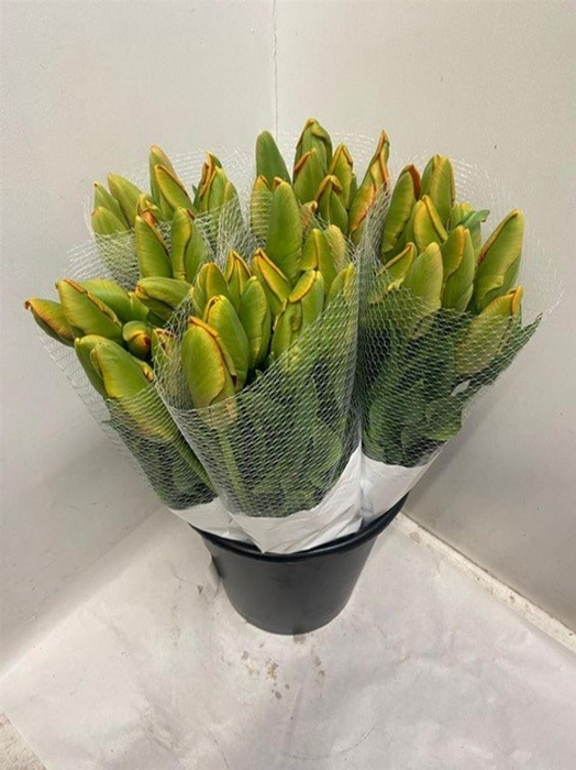 <h4>Tu Pa Avignon Parrot</h4>