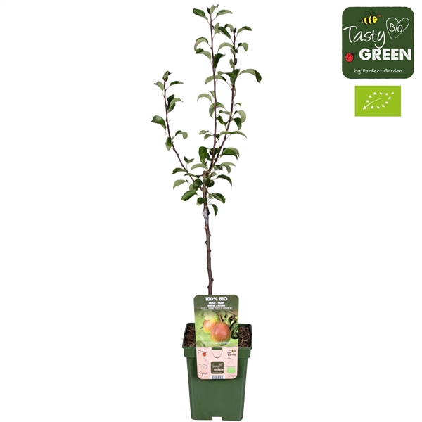 Pyrus com. Bonne Louise dAvranc Bio P23