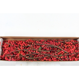 MALUS RED ANGEL 50CM