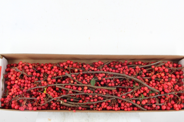 <h4>MALUS RED ANGEL 50CM</h4>