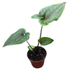 Alocasia Overig Cyrtosperma Johnstonii