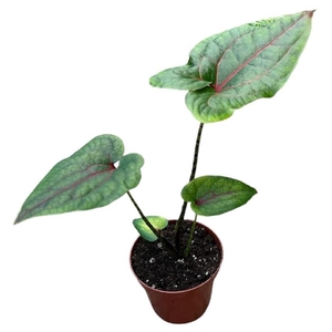 Alocasia Overig Cyrtosperma Johnstonii