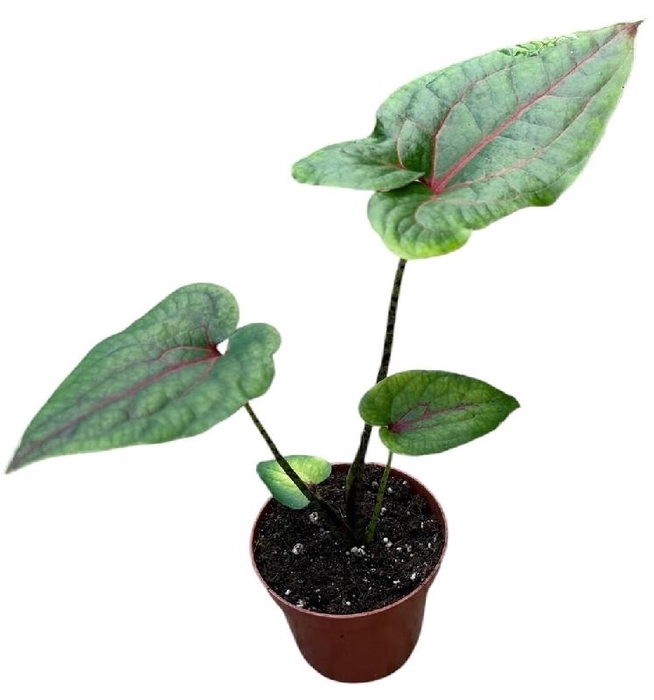<h4>Alocasia Overig Cyrtosperma Johnstonii</h4>
