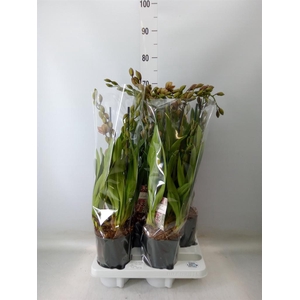 Cymbidium  'Magic Vogel'