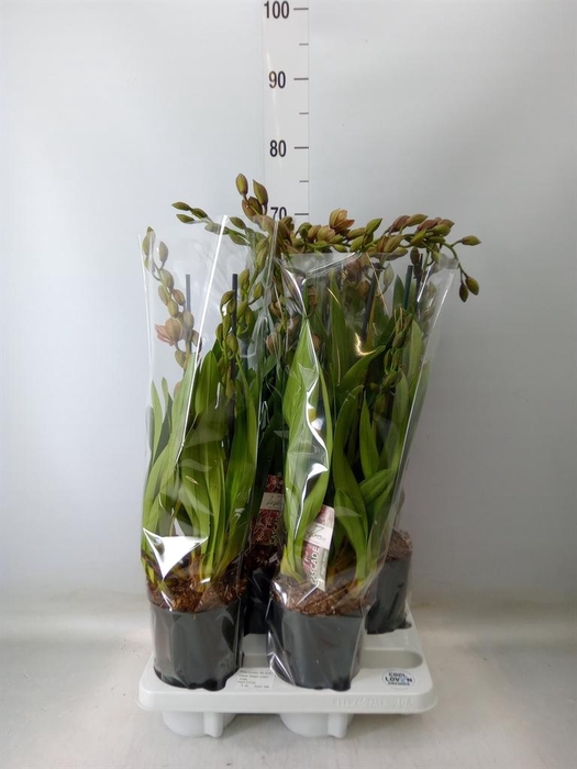 <h4>Cymbidium  'Magic Vogel'</h4>