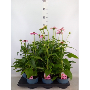 Echinacea  'Sombrero Rose'