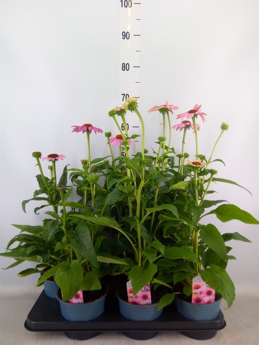 <h4>Echinacea  'Sombrero Rose'</h4>