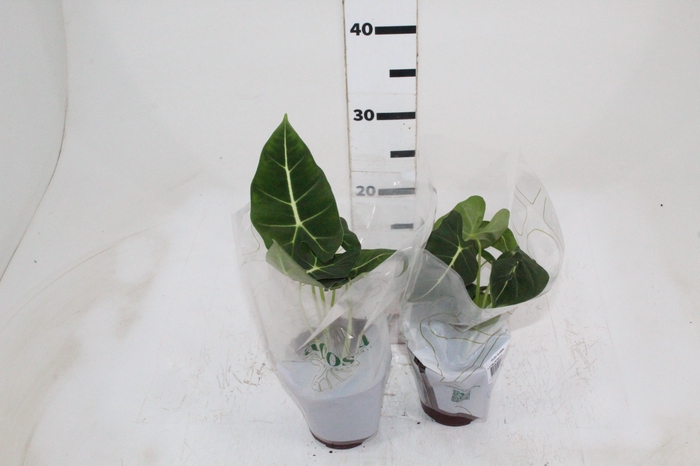 <h4>ALOCASIA FRYDEK P12</h4>