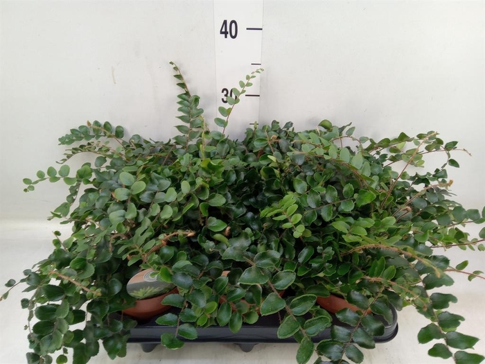 <h4>Pellaea rotundifolia</h4>