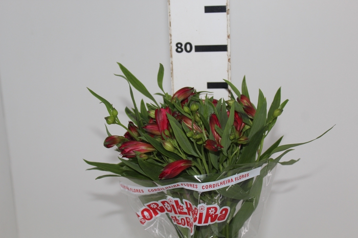 <h4>ALSTROEMERIA NATALYA 080 CM</h4>