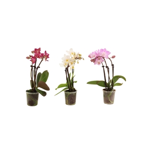 Phal Tiny Dolls Mix 3T18+ zonder Aqu@