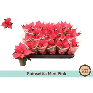 Euphorbia pulcherrima Christmas Feelings Pink