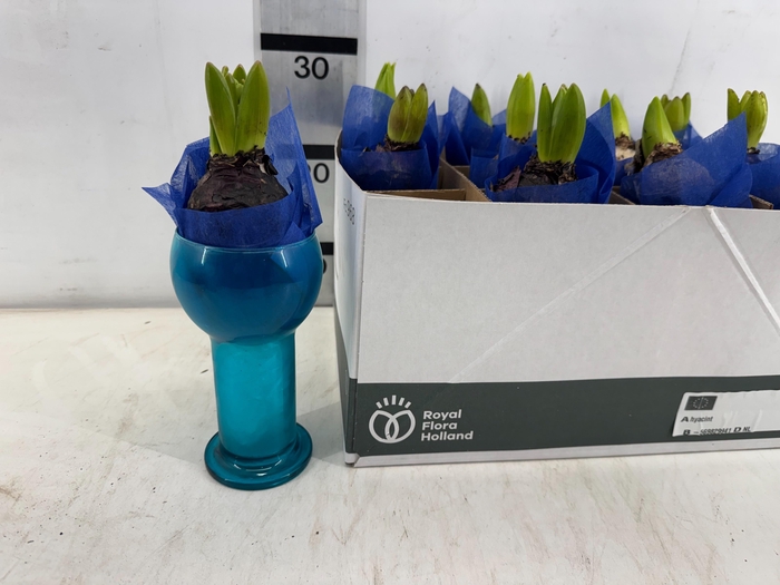 <h4>ARR HYACINTH</h4>