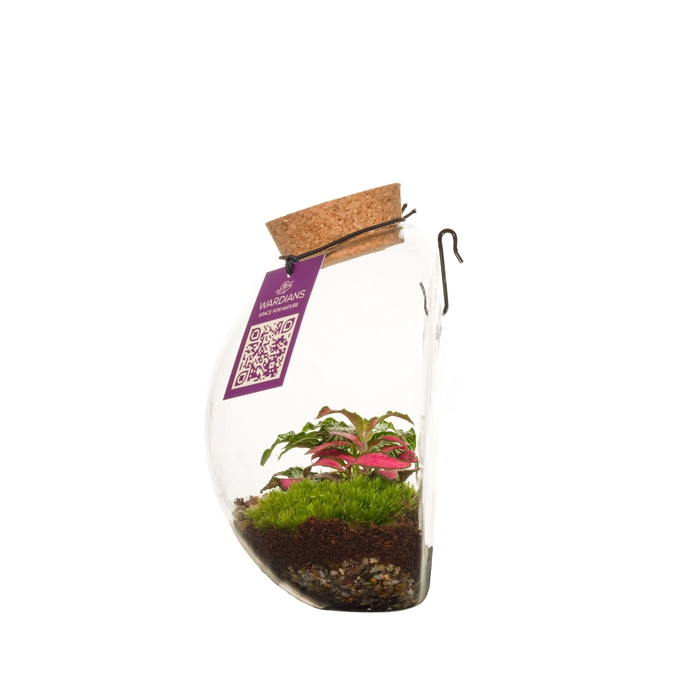 <h4>Wardians Terrarium - Juno</h4>