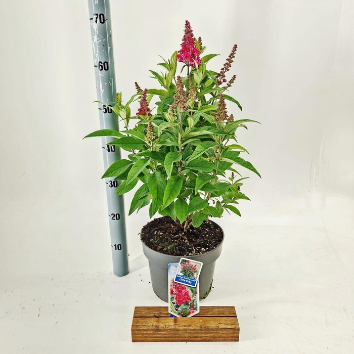 Buddleja Butterfly Candy Little Rub