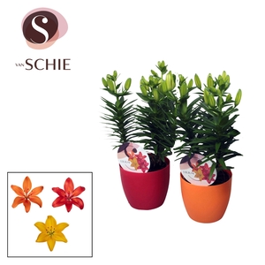 Aziaat Mix 13cm DECOPOT