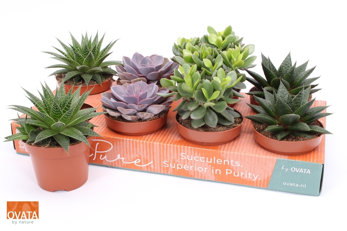 <h4>SUCC GEM 4 SRT</h4>