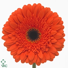 <h4>Gerbera diamond candela</h4>