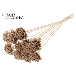 Shola Dahlia 6cm on stem Wax Beige
