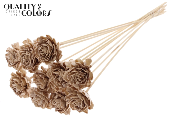 Shola Dahlia 6cm on stem Wax Beige