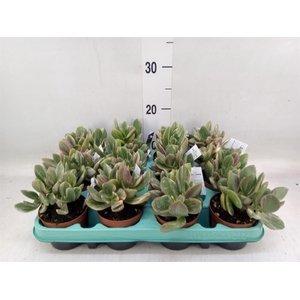 Crassula ovata 'Variegata'