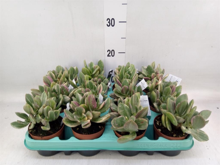 <h4>Crassula ovata 'Variegata'</h4>