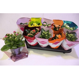 Kalanchoe Double Deluxe Mix