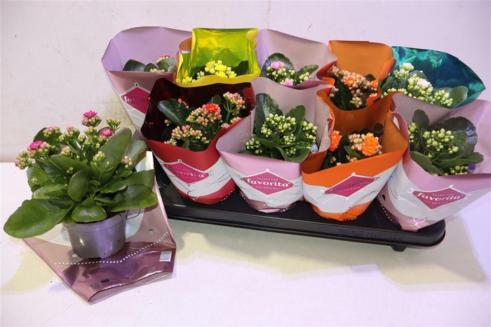 <h4>Kalanchoe Double Deluxe Mix</h4>