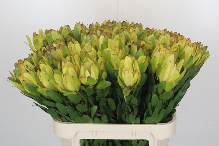 <h4>Leucadendron Goldstrike</h4>