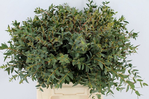 EUCALYPTUS PARVIFOLI
