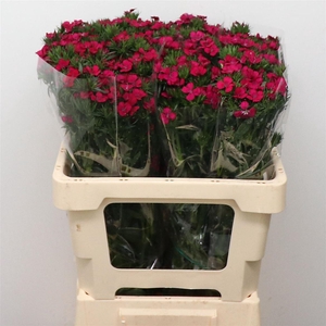 Di Barb Amazon Cherry