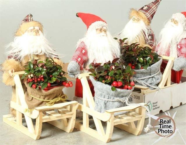 <h4>Arr Tuinplanten H%</h4>