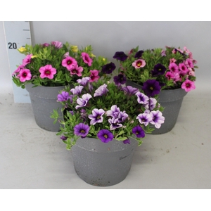 Perkplanten 19 cm Calibrachoa Divers