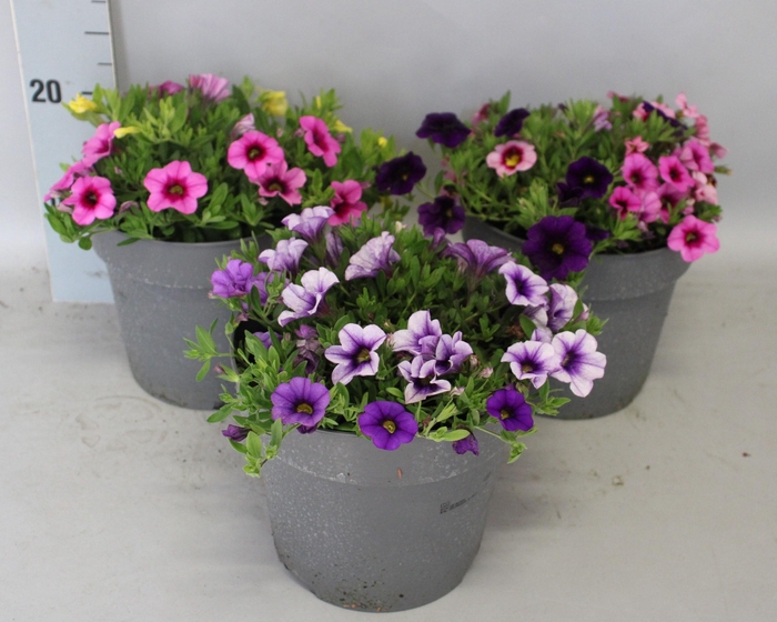 <h4>Perkplanten 19 cm Calibrachoa Divers</h4>
