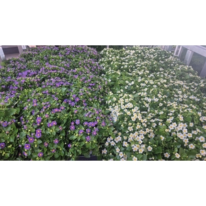 EXACUM OV
