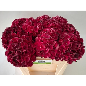 HYDR M MAG DARK RUBY