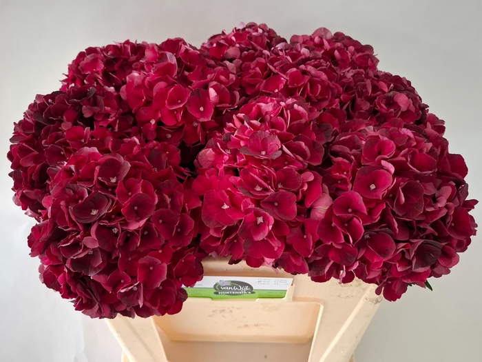 <h4>HYDR M MAG DARK RUBY</h4>
