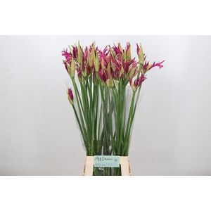 Nerine Katjana