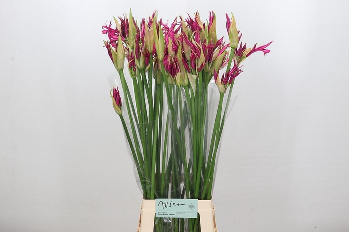 <h4>Nerine Katjana</h4>