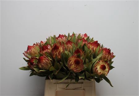 <h4>Protea Robijn</h4>