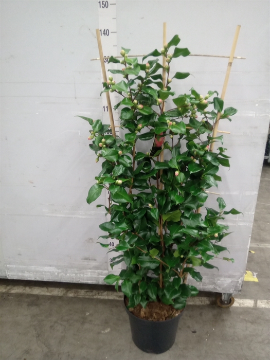 <h4>Camellia japonica 'Dr King'</h4>