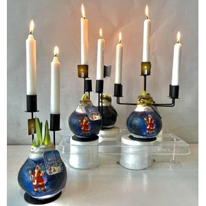 BLOEMBOL HIPPEASTRUM