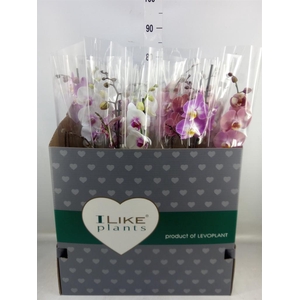 Phalaenopsis   ...mix