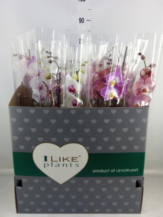 <h4>Phalaenopsis ...mix</h4>