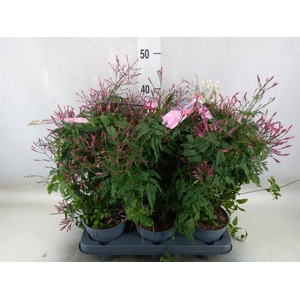 Jasminum polyanthum   ...rose