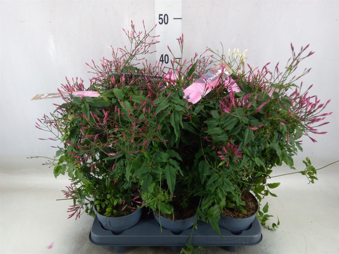<h4>Jasminum polyanthum   ...rose</h4>